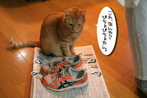 ずぶぬれシューズの理由_d0355333_16413897.jpg