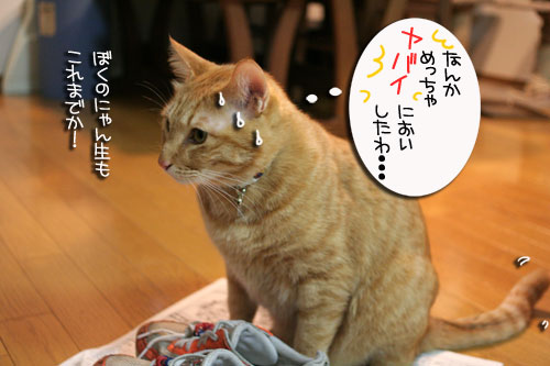 ずぶぬれシューズの理由_d0355333_16413978.jpg