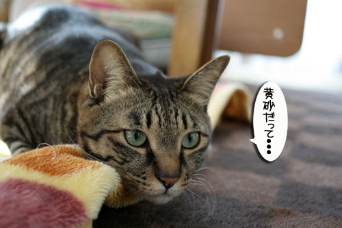黄砂に吹かれて~_d0355333_16414171.jpg