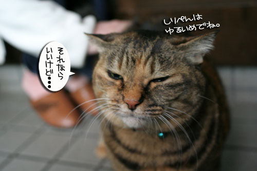 猫定説に思う_d0355333_16414807.jpg