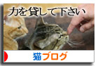 兵庫県の愛護推進計画(案)にパブリックコメントを!_d0355333_16420979.jpg