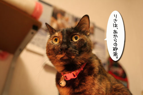 トイレ砂考(久々に_d0355333_16421380.jpg