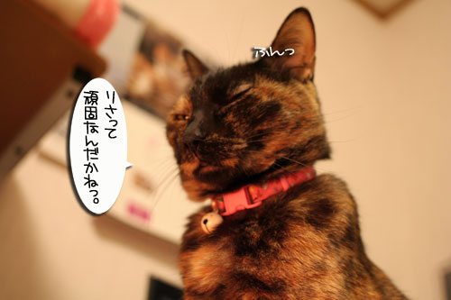 トイレ砂考(久々に_d0355333_16421456.jpg