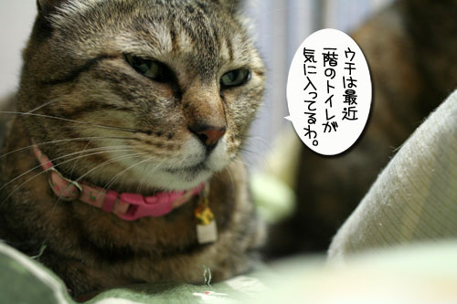 トイレ砂考(久々に_d0355333_16421552.jpg
