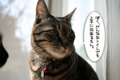 トイレ砂考(久々に_d0355333_16421595.jpg