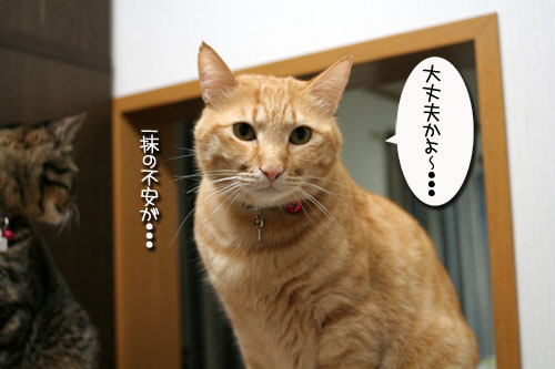 関西B級グルメ★特別編_d0355333_16422040.jpg