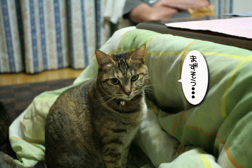 関西B級グルメ★特別編_d0355333_16422634.jpg