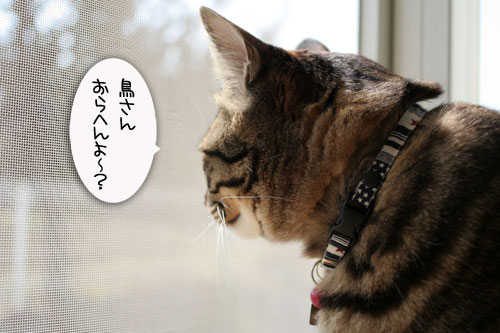 チェーンメールにご注意_d0355333_16422706.jpg
