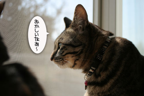 チェーンメールにご注意_d0355333_16422802.jpg