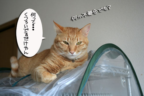 そこは危な~い!_d0355333_16423434.jpg