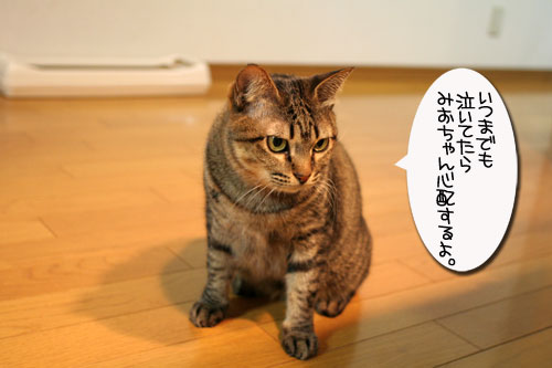 愛猫を偲ぶ歌と工場猫たち_d0355333_16423813.jpg