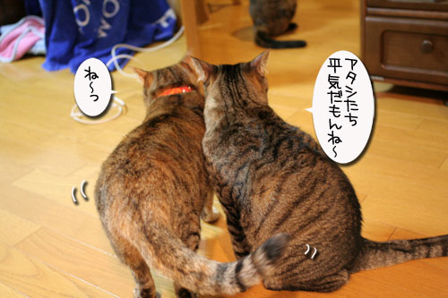 愛猫を偲ぶ歌と工場猫たち_d0355333_16423960.jpg