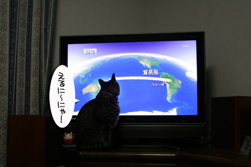 にゃん友考えよう環境問題_d0355333_16424953.jpg