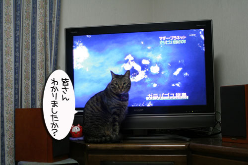 にゃん友考えよう環境問題_d0355333_16425024.jpg
