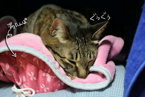 不思議の世界へようこそ_d0355333_16430092.jpg