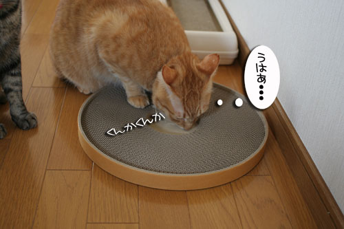 B型の血が騒ぐ!_d0355333_16430696.jpg