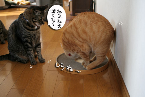 B型の血が騒ぐ!_d0355333_16430743.jpg