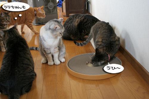 B型の血が騒ぐ!_d0355333_16430812.jpg
