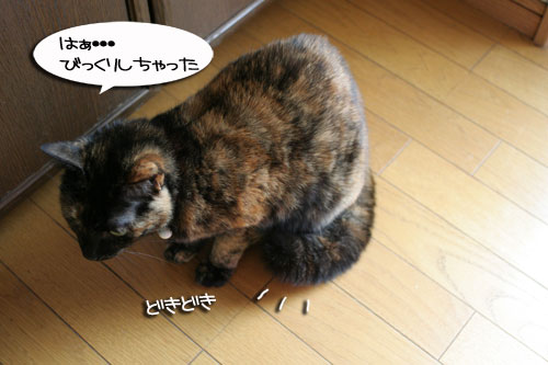 B型の血が騒ぐ!_d0355333_16430945.jpg