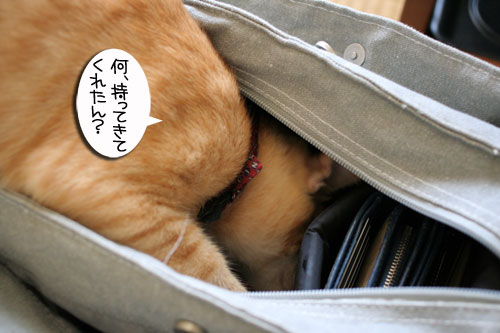 チャックの正式譲渡_d0355333_16431057.jpg