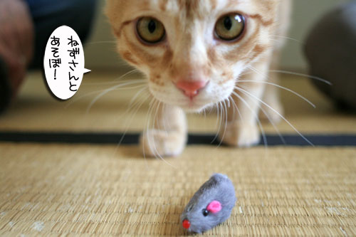 チャックの正式譲渡_d0355333_16431107.jpg