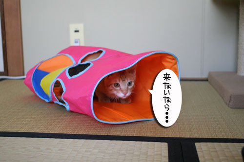 チャックの正式譲渡_d0355333_16431333.jpg