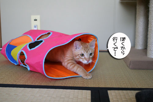 チャックの正式譲渡_d0355333_16431345.jpg