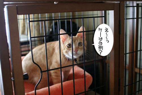 チャックの正式譲渡_d0355333_16431546.jpg
