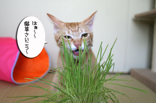 チャックの正式譲渡_d0355333_16431564.jpg