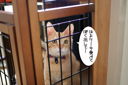 チャックの正式譲渡_d0355333_16431763.jpg
