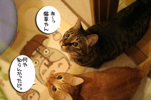 猫草フィーバー!_d0355333_16432903.jpg