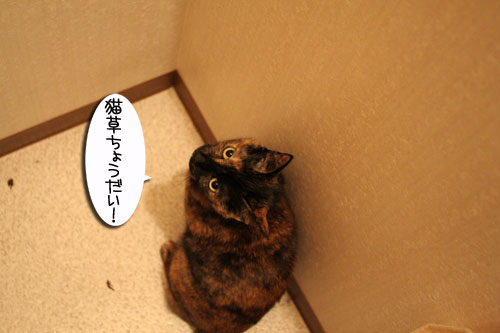 猫草フィーバー!_d0355333_16432908.jpg