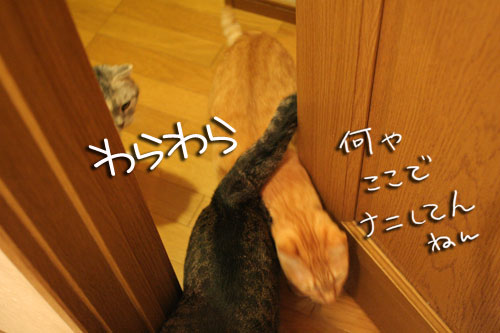 猫草フィーバー!_d0355333_16432930.jpg