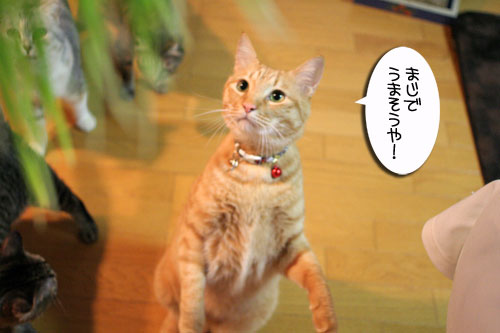 猫草フィーバー!_d0355333_16433032.jpg