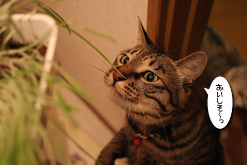 猫草フィーバー!_d0355333_16433045.jpg