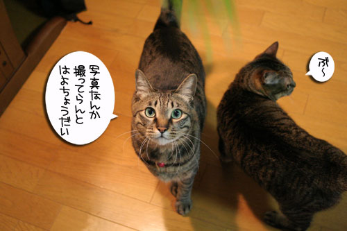 猫草フィーバー!_d0355333_16433069.jpg