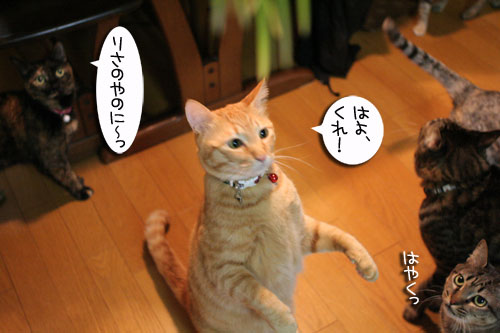 猫草フィーバー!_d0355333_16433085.jpg