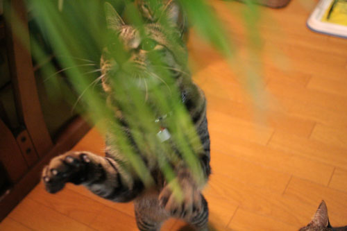 猫草フィーバー!_d0355333_16433131.jpg
