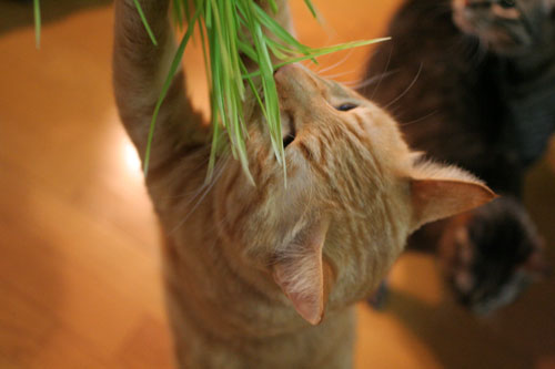 猫草フィーバー!_d0355333_16433184.jpg