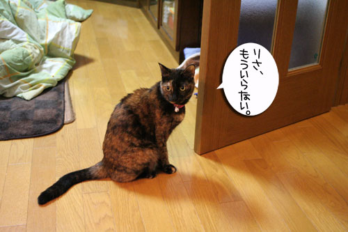 猫草フィーバー!_d0355333_16433230.jpg