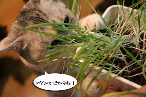 猫草フィーバー!_d0355333_16433240.jpg