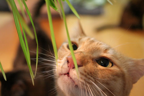 猫草フィーバー!_d0355333_16433301.jpg
