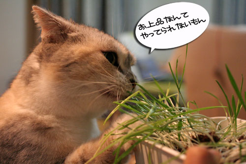 猫草フィーバー!_d0355333_16433445.jpg