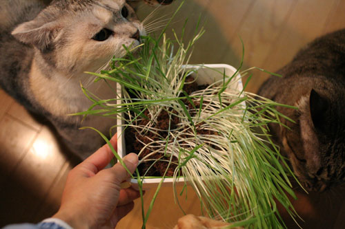 猫草フィーバー!_d0355333_16433488.jpg