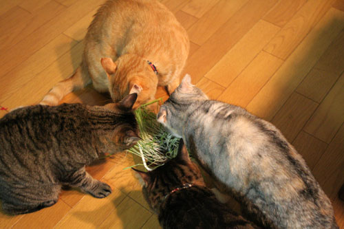 猫草フィーバー!_d0355333_16433544.jpg