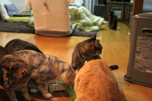 猫草で大惨事(汗_d0355333_16433672.jpg