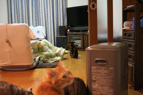 猫草で大惨事(汗_d0355333_16433731.jpg