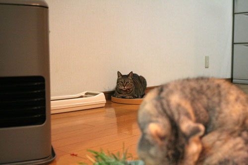 猫草で大惨事(汗_d0355333_16433733.jpg