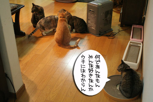 猫草で大惨事(汗_d0355333_16433805.jpg