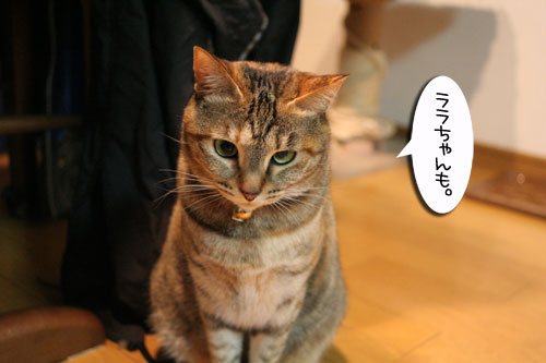 猫草で大惨事(汗_d0355333_16433835.jpg